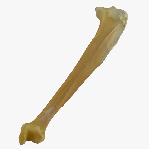 3D Pavian Monkey Male Talus Bone 01 RAW Scan model - TurboSquid 1715476