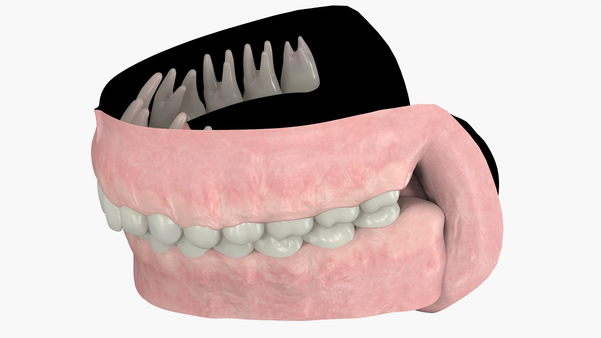 Realistic Gums Teeth Dentition 3D Model - TurboSquid 1527774