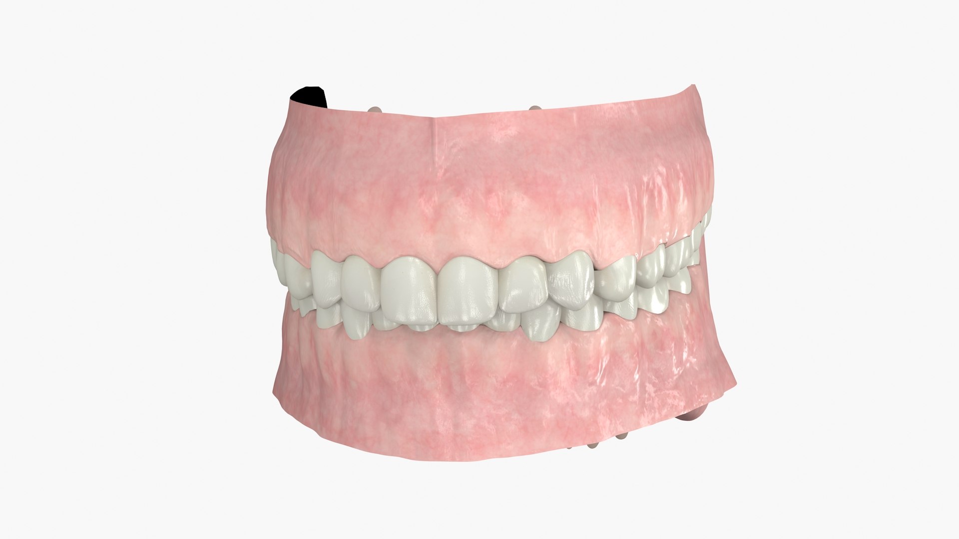 Realistic Gums Teeth Dentition 3D Model - TurboSquid 1527774