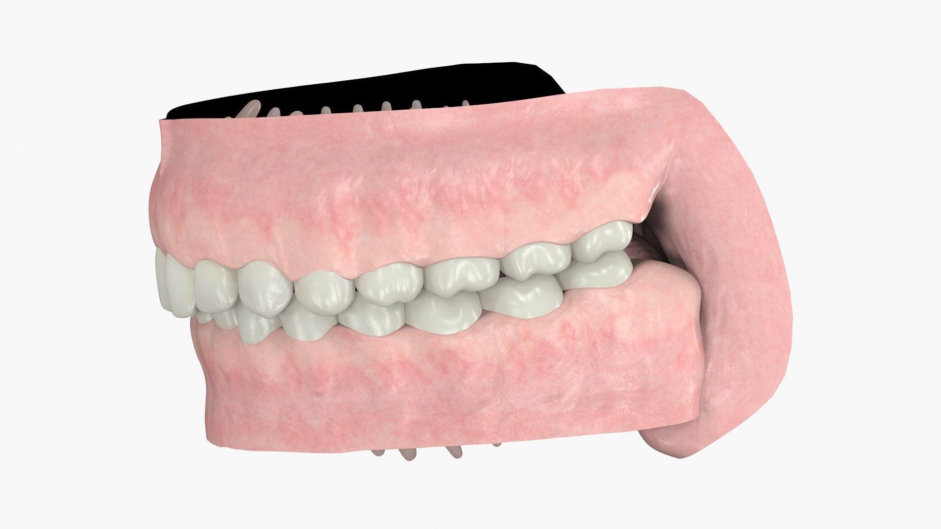 Realistic Gums Teeth Dentition 3D Model - TurboSquid 1527774