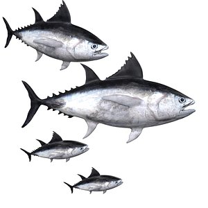Tuna fish 3D model