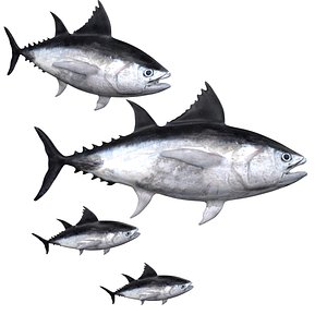 Tuna fish
