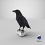 Raven Collection 3D model