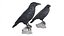 Raven Collection 3D model