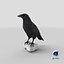 Raven Collection 3D model