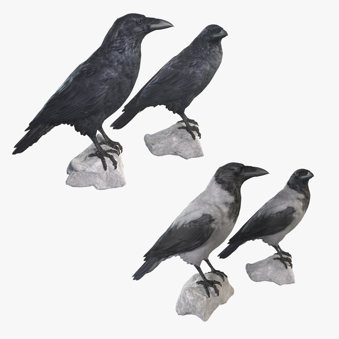 Raven Collection 3D model https://p.turbosquid.com/ts-thumb/8g/pYPHzh/fF/1200/jpg/1641022153/1920x1080/fit_q87/d113ad5ccc5ac2ffb0d3f202085b30e3e9d55a1a/1200.jpg