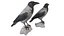 Raven Collection 3D model