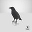 Raven Collection 3D model