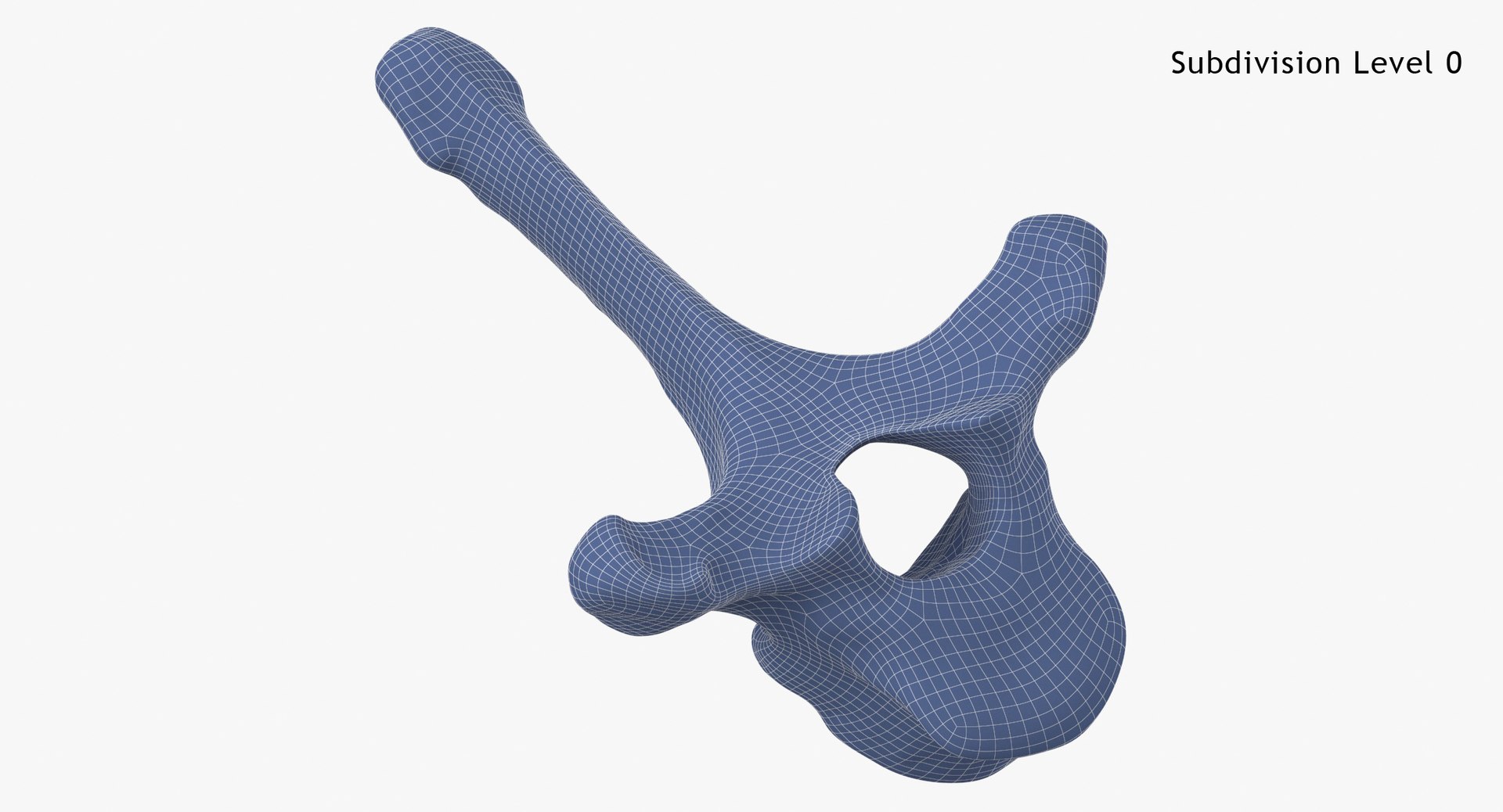 3D Bear Ursus Thoracic Vertebrae T5 - TurboSquid 2127917