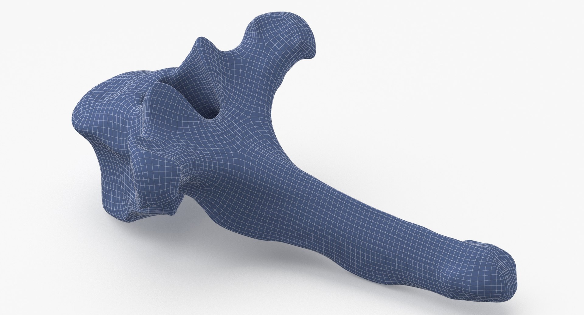 3D Bear Ursus Thoracic Vertebrae T5 - TurboSquid 2127917