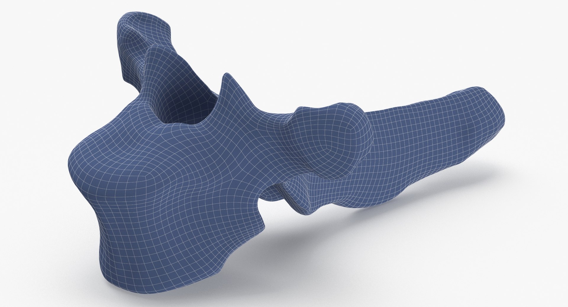 3D Bear Ursus Thoracic Vertebrae T5 - TurboSquid 2127917