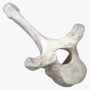 3D Bear Ursus Thoracic Vertebrae T5