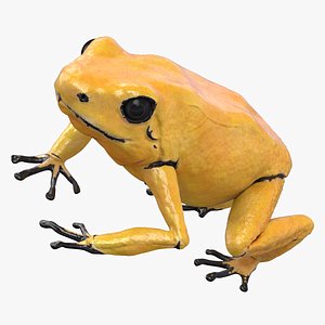 Golden Poison Dart Frog Animated
