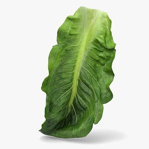 Lettuce Leaf - Photo Scan