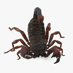 Realistic Scorpion Rigged for Maya