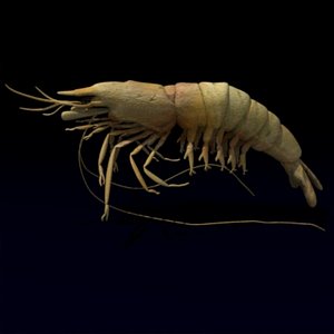 prawn 3d model