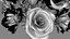 m62 Cravos, rosas e tulipas