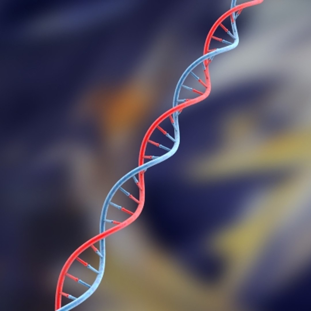 set dna 3d model https://p.turbosquid.com/ts-thumb/8h/YDTGXS/PJDuuxaq/dna_1_0002/jpg/1128014621/1920x1080/fit_q87/6e39ebbf009ab74a92c5e4aa43240a518eb1d4e4/dna_1_0002.jpg