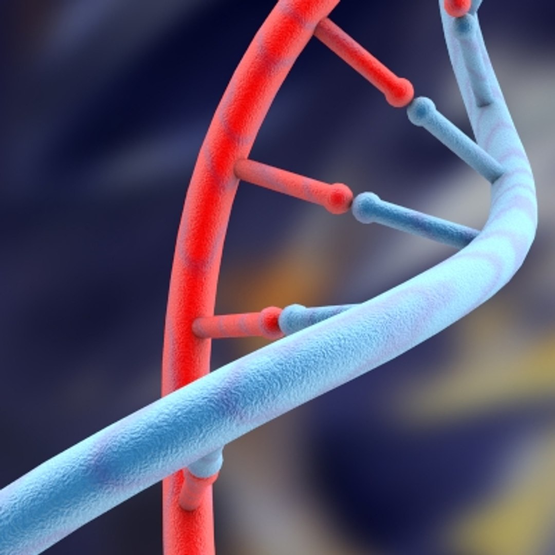 set dna 3d model https://p.turbosquid.com/ts-thumb/8h/YDTGXS/WQ9Lcf0D/dna_1_0001/jpg/1128014617/1920x1080/fit_q87/1144e740968332a335898fc5fe508ee81ae72054/dna_1_0001.jpg
