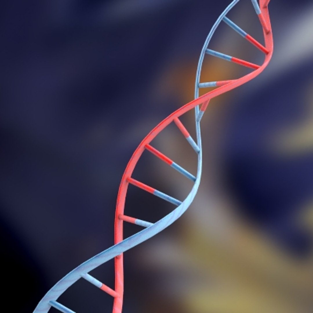 set dna 3d model https://p.turbosquid.com/ts-thumb/8h/YDTGXS/hOvw1AvM/dna_2_0000/jpg/1128014625/1920x1080/fit_q87/eb4a12e996684631680bc968c263302d998d2bec/dna_2_0000.jpg