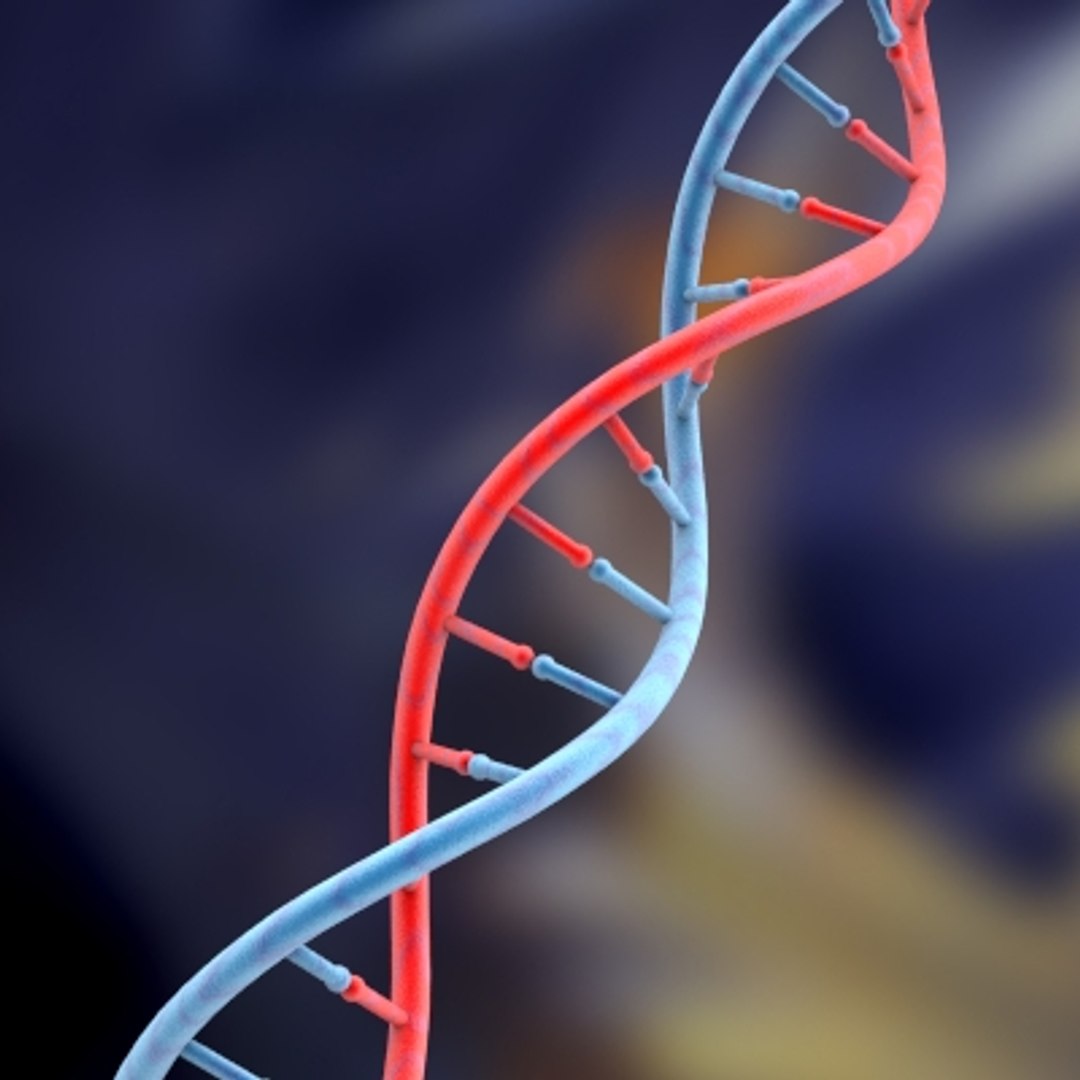 set dna 3d model https://p.turbosquid.com/ts-thumb/8h/YDTGXS/qtFMOljC/dna_1_0000/jpg/1128014609/1920x1080/fit_q87/2e2c78b8b4a4c085e3b059c61fd9ad72ea31aee4/dna_1_0000.jpg