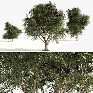 3D 3 Elder Berry Fruit Trees