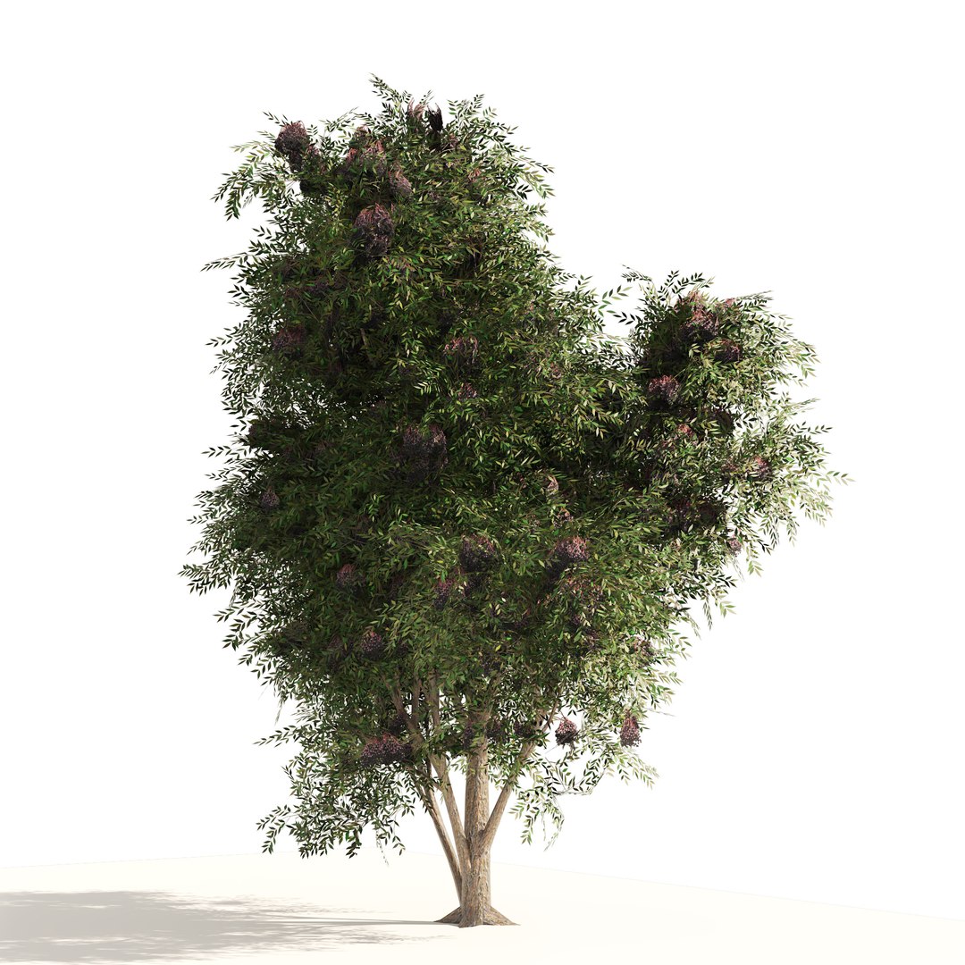 3D 3 Elder Berry Fruit Trees - TurboSquid 1939375