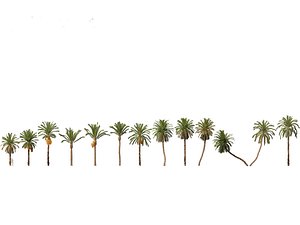 Phoenix dactylifera - Date palm 01 model