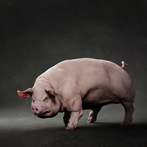 Pig