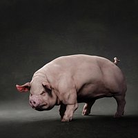Pig