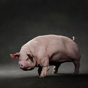 Pig