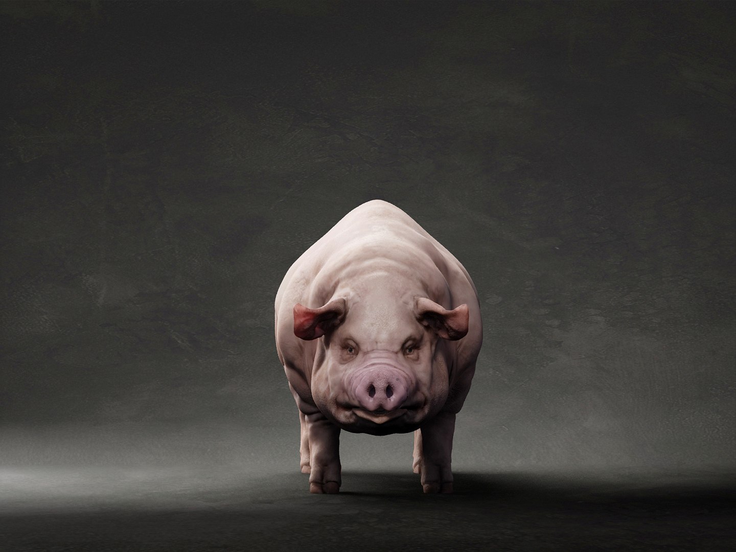 3D Pig model https://p.turbosquid.com/ts-thumb/8h/uvWrbJ/Zw/p55/jpg/1638137469/1920x1080/fit_q87/e9ab21ef9379de0149fa087b65910ae3e9a09f04/p55.jpg