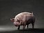 Pig