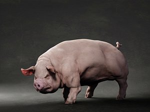 3D Pig model