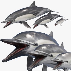 Dolphin Family – Film Quality – 6 texture variations