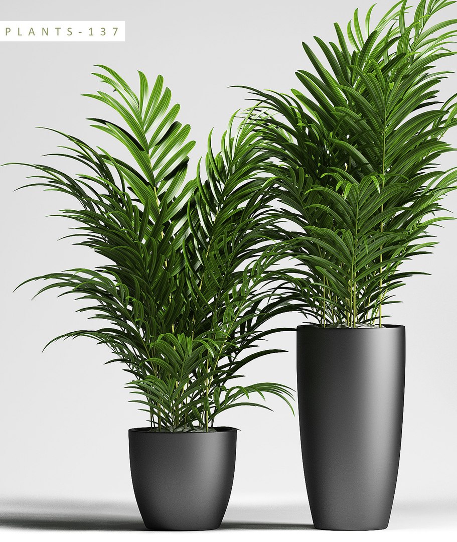 3D Model Plants 137 Palm - TurboSquid 1216527