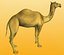 camel-v2