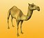 camel-v2