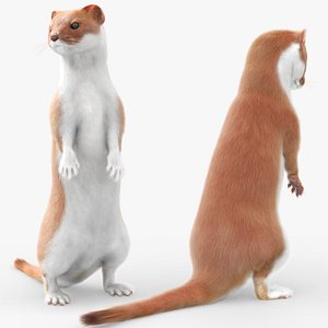 Ermine Mammal Predator Animated Fur Rigged For Blender
