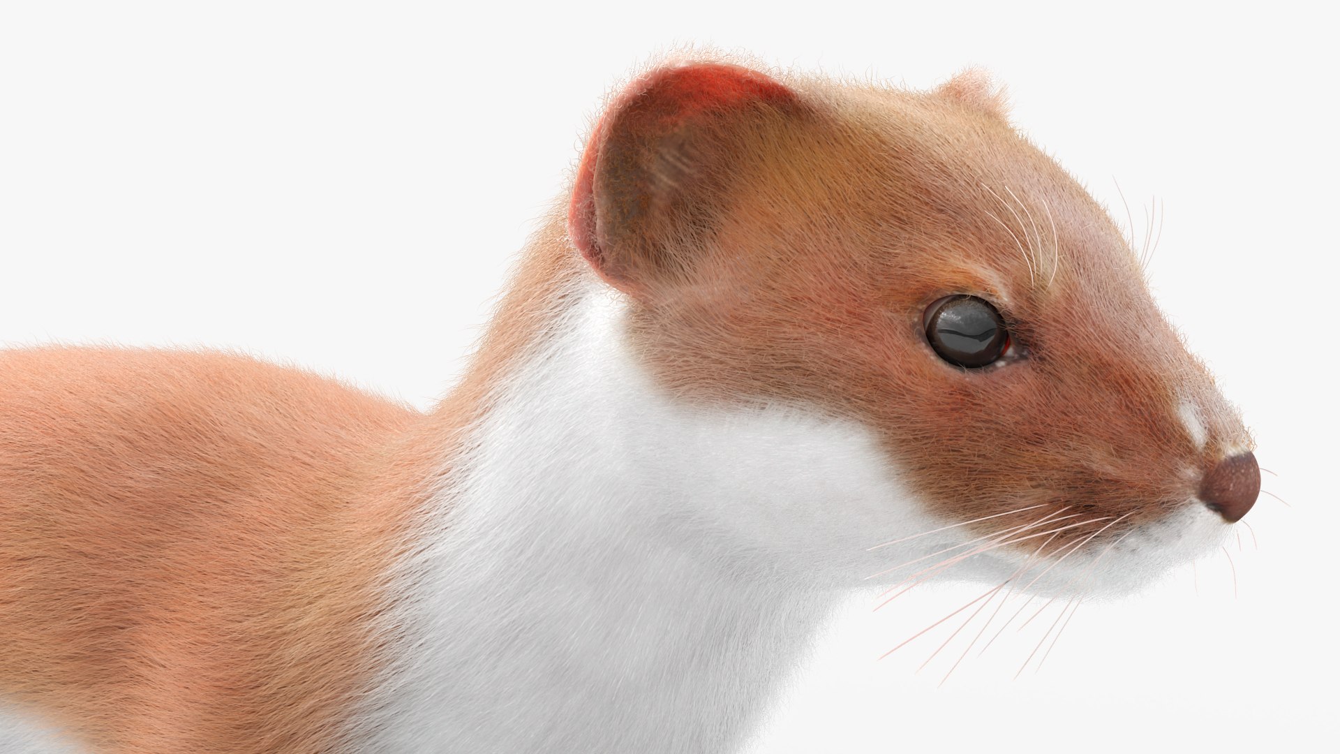3D Ermine Mammal Predator Animated Fur Rigged For Blender model https://p.turbosquid.com/ts-thumb/8i/MDkoKp/Rl/ermine_mammal_predator_animated_fur_rigged_for_blender_009/jpg/1770586028/1920x1080/fit_q87/6aee24dba2b7c43873fcfaea8f0957e541c64e62/ermine_mammal_predator_animated_fur_rigged_for_blender_009.jpg