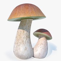 mushroom_cep