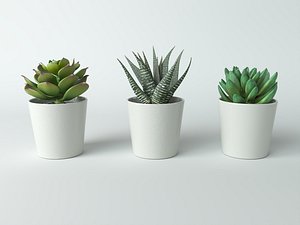Succulent in pot Low-poly