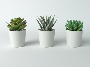 Succulent in pot Low-poly