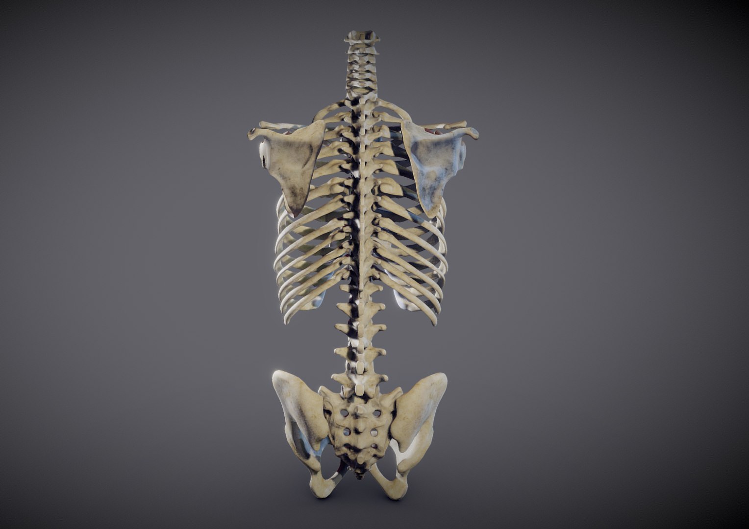 Human Torso Skeleton 3D Model - TurboSquid 1370219