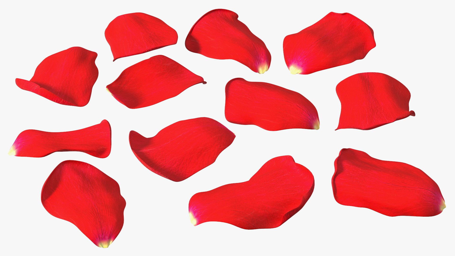 Rose Petals Red 3D model https://p.turbosquid.com/ts-thumb/8i/hRTM6U/3F/rosepetalsred3dsmodel011/jpg/1644262549/1920x1080/fit_q87/e0c85a47c18c0e1a7736bdc948e18c301b25c482/rosepetalsred3dsmodel011.jpg