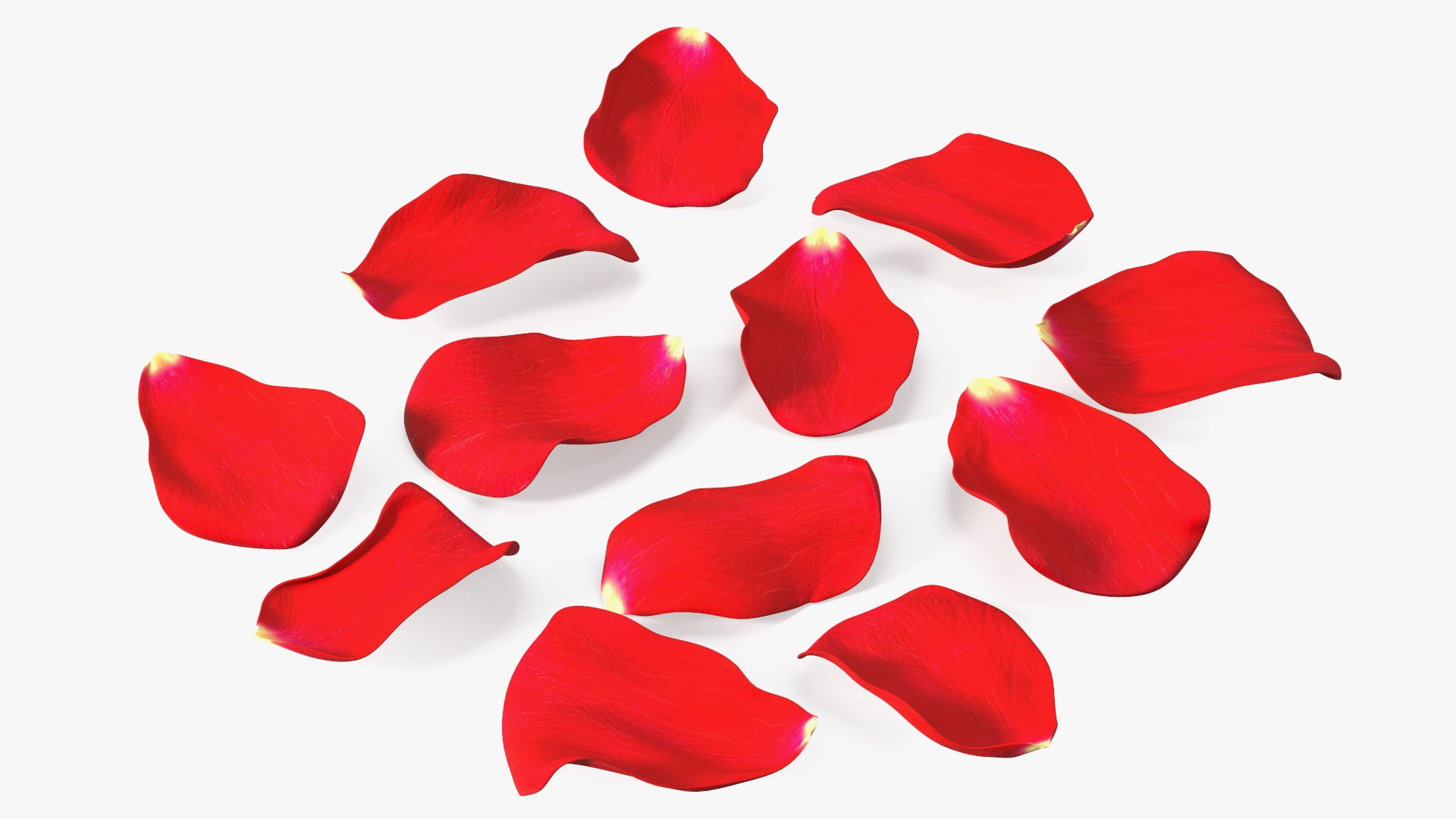 Rose Petals Red 3D model https://p.turbosquid.com/ts-thumb/8i/hRTM6U/4K/rosepetalsred3dsmodel009/jpg/1644262543/1920x1080/fit_q87/bc21ea6335d72a0f275e972509365bc22bd22283/rosepetalsred3dsmodel009.jpg