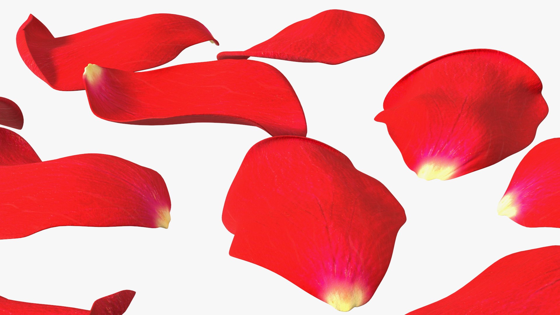 Rose Petals Red 3D model https://p.turbosquid.com/ts-thumb/8i/hRTM6U/8u/rosepetalsred3dsmodel013/jpg/1644262555/1920x1080/fit_q87/40a49de47c50f8d0f3457dafb7fbda89bf044a54/rosepetalsred3dsmodel013.jpg