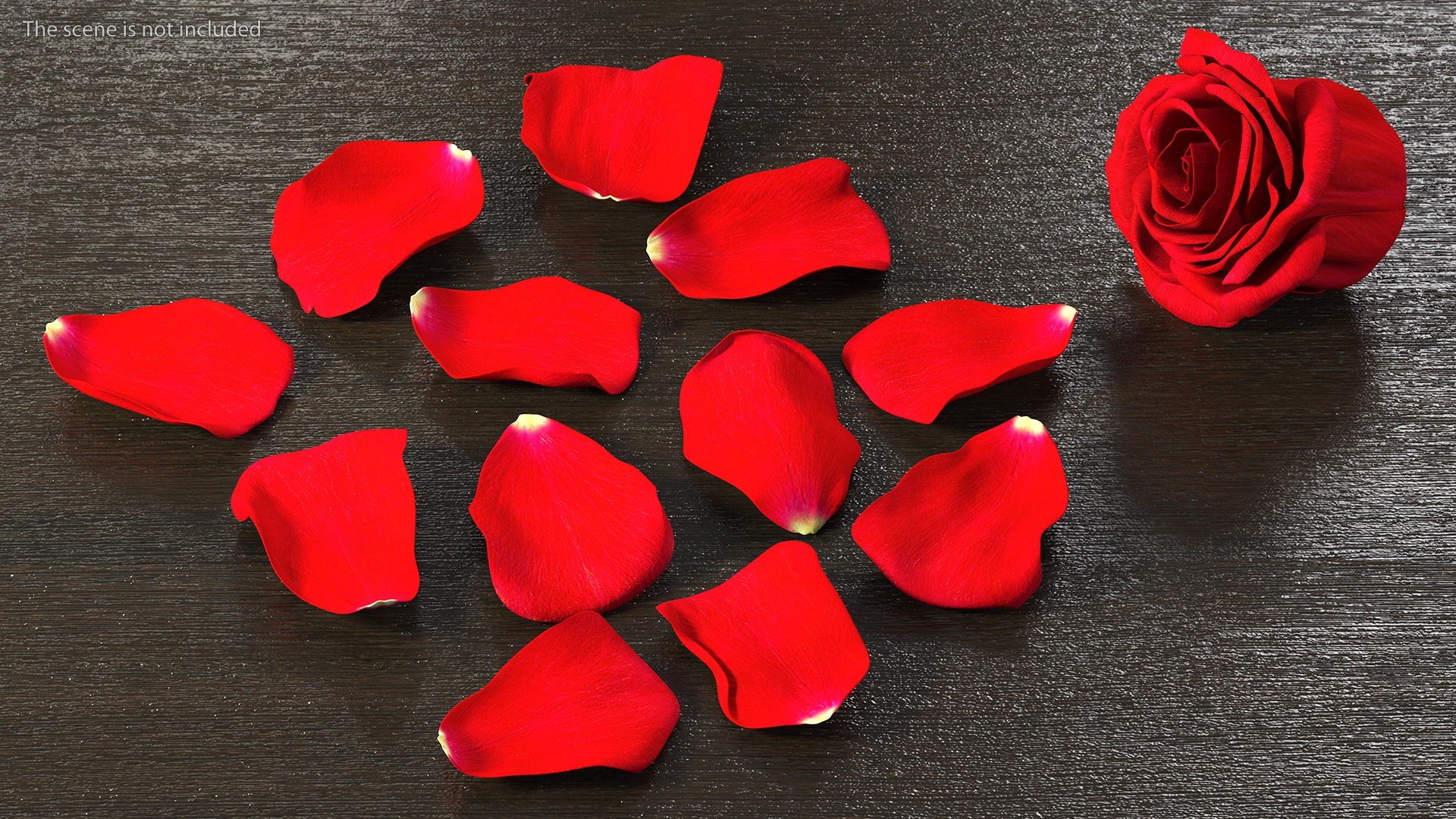 Rose Petals Red 3D model https://p.turbosquid.com/ts-thumb/8i/hRTM6U/SG/rosepetalsred3dsmodel003/jpg/1644262526/1920x1080/fit_q87/a6c6496769b5782a11cc0a21a2f67181af7a9f80/rosepetalsred3dsmodel003.jpg