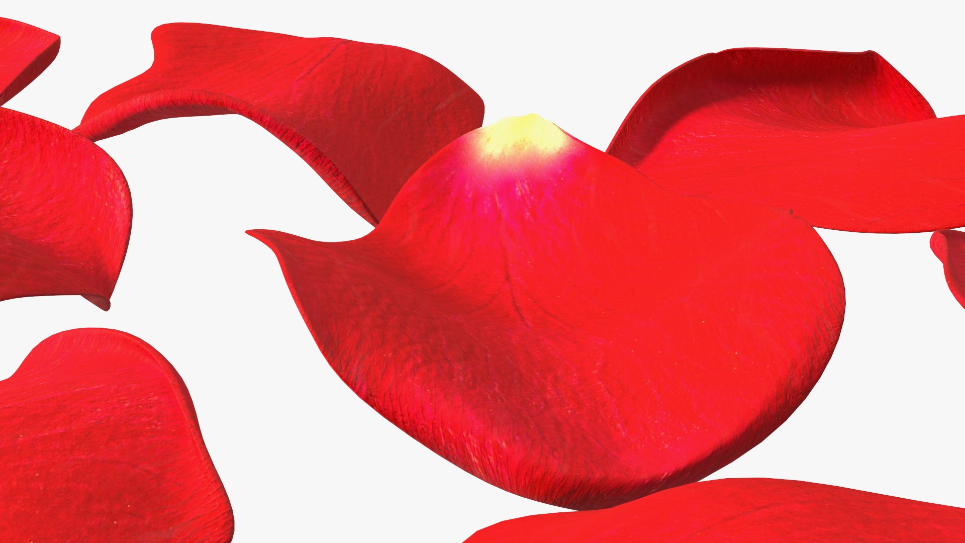 Rose Petals Red 3D model https://p.turbosquid.com/ts-thumb/8i/hRTM6U/df/rosepetalsred3dsmodel014/jpg/1644262558/1920x1080/fit_q87/6991dce0eab015e5cc972386977fb0d3945f4c9e/rosepetalsred3dsmodel014.jpg