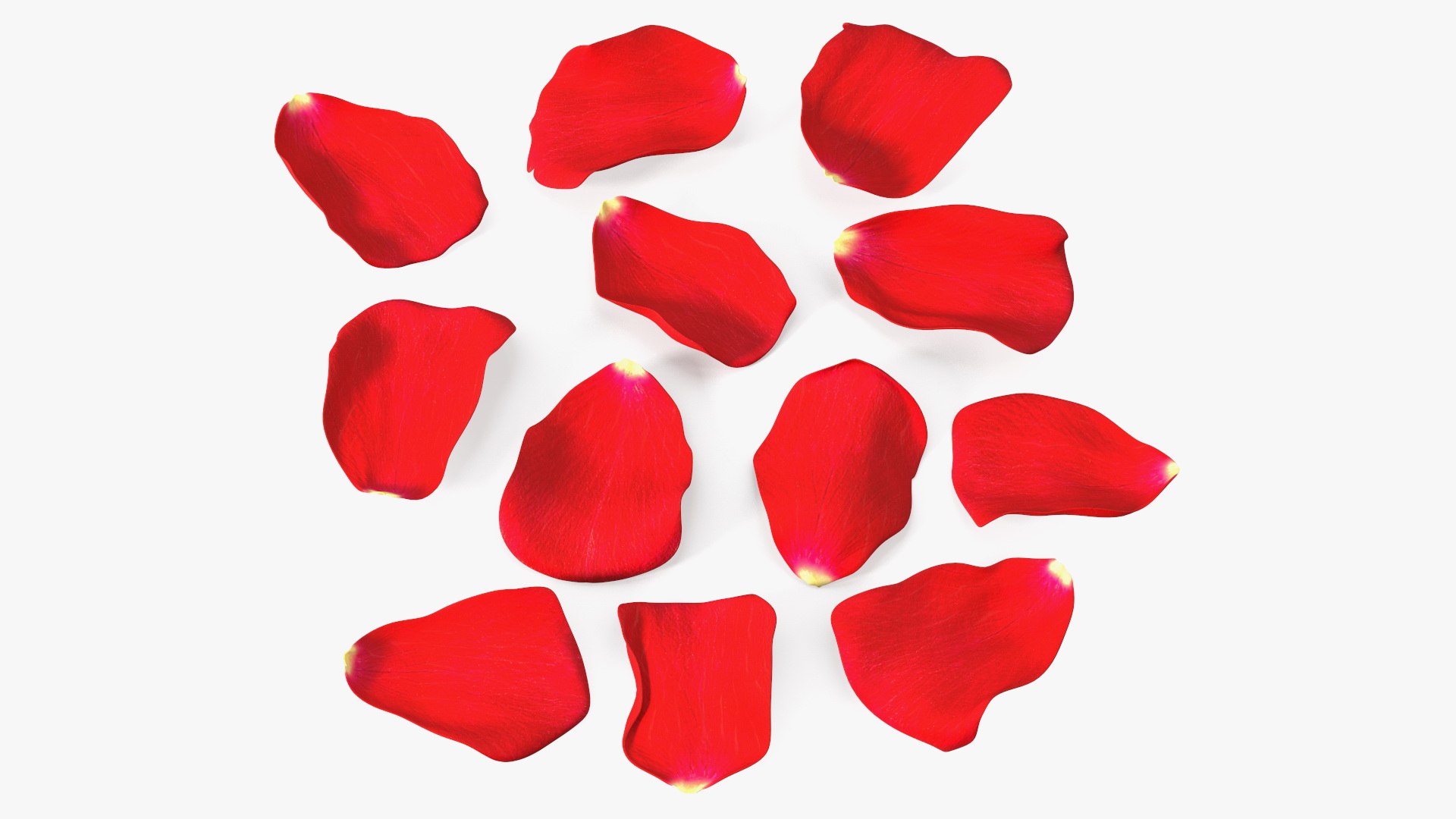 Rose Petals Red 3D model https://p.turbosquid.com/ts-thumb/8i/hRTM6U/rA/rosepetalsred3dsmodel008/jpg/1644262541/1920x1080/fit_q87/551b8a543fbe6feb846a2ce8d4092f5716c547d1/rosepetalsred3dsmodel008.jpg